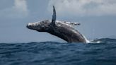 Massive Breaching Whale Smashes Fishing Boat in Wild Video