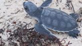 Detienen amenaza a nidos de tortuga en Yucatán