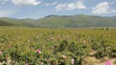 Warming Brings Early Bloom to Bulgarian Rose Fields