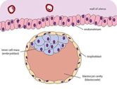 Blastocyst