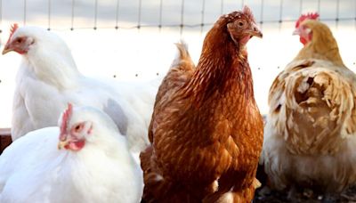 Extreme heat may have increased spread of H5N1 at poultry farm