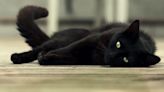 Black Cat Magic: 5 Enchanting Facts to Celebrate Black Cat Appreciation Day