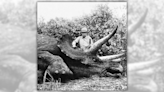 Fact Check: Theodore Roosevelt Supposedly Posed for Photo with Last Known Triceratops. Here Are the Facts