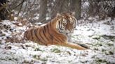 Animals at UK safari park wake up to snowy conditions as Storm Larisa hits