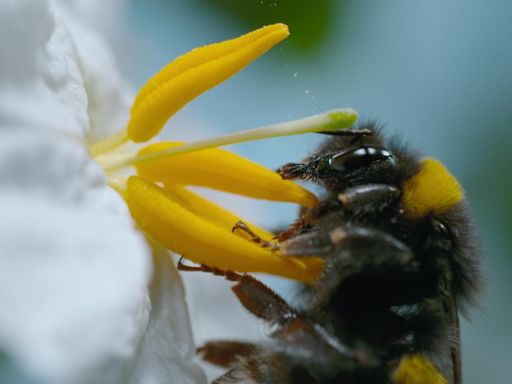 Stream It Or Skip It: 'Secret World Of Sound With David Attenborough' on Netflix, where enhanced audio reveals how animals use sound to survive