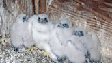 UC Berkeley's four new falcon chicks need names. A contest starts today. - Berkeley News