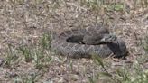 Rattlesnake s-s-safety: How to share our Colorado parks and open spaces with this slithering hazard