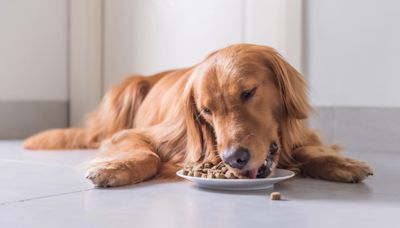 Blue Buffalo vs Purina Pro Plan dog food: which is better?