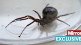 False widow hotspots mapped as weather sparks surge in terrifying spiders