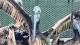 Starving brown pelicans overwhelm bird rescue facility in Fairfield