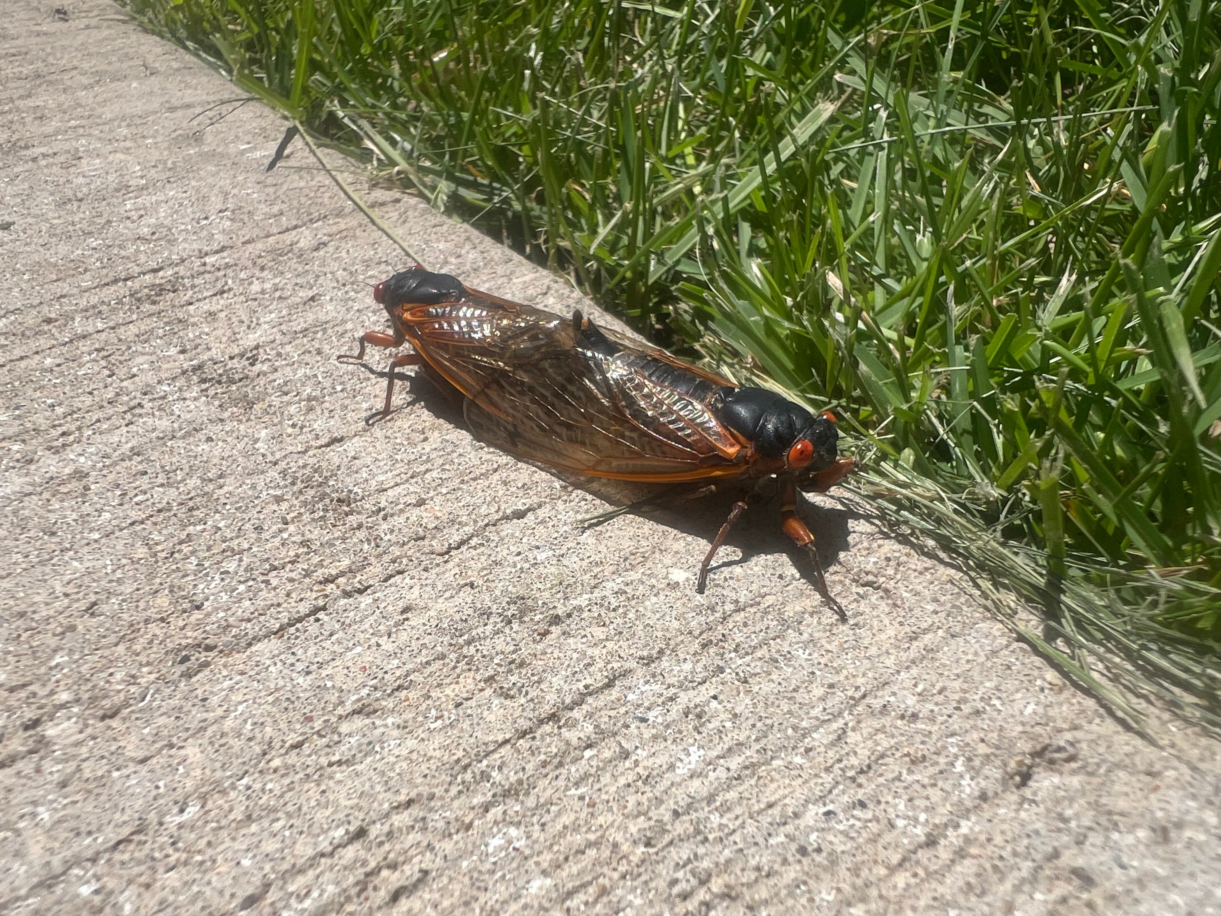 Why are 17-year cicadas so loud, and how do they make noise?