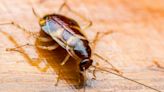 For Valentine's A Zoo That Will Name A Cockroach After Your Ex | 92.5 WESC | Kathi Yeager