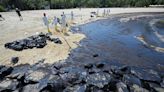 Une marée noire défigure une plage paradisiaque à Singapour, la faune et la flore menacées