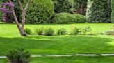 Why is my lawn yellow and how can I fix it? 9 causes – and expert solutions