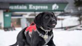 Avalanche Rescue Puppy Gets 'The Zoomies' In Fresh Snow At Popular Colorado Ski Area