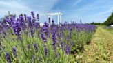 Local lavender farm shares the benefits and beauty of the plant