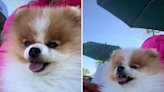Watch as Pomeranian provides owner with personal flycatcher service