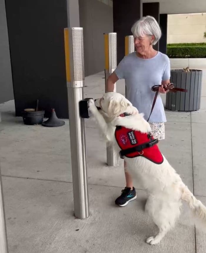 ‘It was worth it’: Service dog puppy raiser advocates for more puppy raiser volunteers