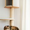 A cozy hideaway for cats to sleep and relax May include multiple levels and openings for cats to enter and exit Often made of carpet or plush fabric