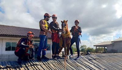 Enchentes no RS: Corpo de bombeiros de São Paulo recebe prêmio pelo resgate do cavalo Caramelo