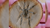 308-Million-Year-Old Fossil Arachnid Is An 8-Legged Evolutionary Puzzle