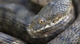 Snakes smear themselves in poo to put predators off eating them, experts reveal