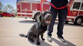 Meet Yahtzee, the Des Moines Fire Department's new arson investigating dog