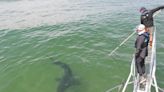 'Find us a fish.' Unraveling the mysteries of Cape Cod's great white shark population