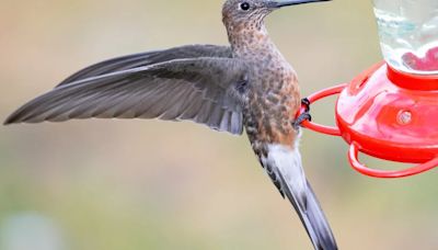 El misterio de los colibríes gigantes de Sudamérica encontró su explicación