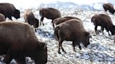 A Yellowstone visitor kicked a bison, and that did not end well, rangers say