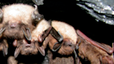 Counting NH’s bats is really important this summer. Here’s how you can help.