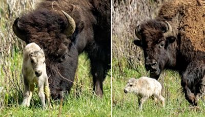 Nace un raro búfalo blanco en Yellowstone, ¿por qué trae la esperanza de tiempos mejores?