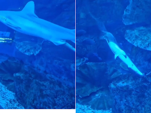 Video Captures Rare Birth Of Baby Shark Inside Dubai Mall Aquarium: ''Magical"