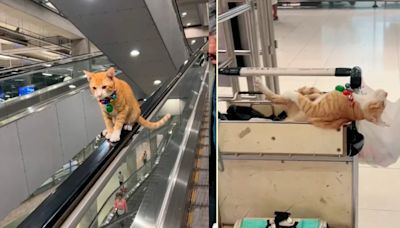 Nurang, el gato naranja que se volvió la sensación del Aeropuerto Internacional de Bangkok