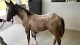 How Cumberland County supported an abused foal needing $20,000 in care