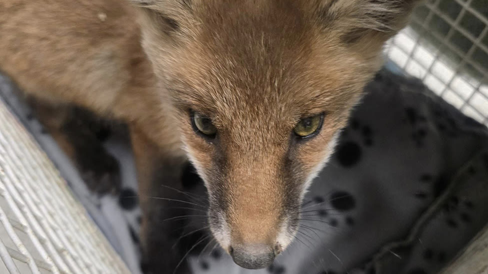 Warning over rat poison after East Yorkshire family of foxes killed