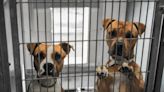 Philadelphia Shelter Euthanizing Dogs Due to Lack of Space