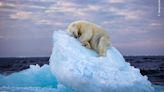 Dejemos dormir a los oseznos: La foto de un oso polar durmiendo gana un prestigioso premio de fotografía