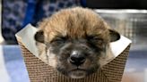 Nine Mexican wolf pups born at Brookfield Zoo