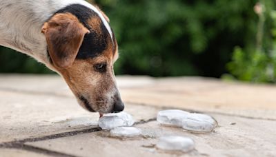 Can dogs eat ice cubes? We checked with a vet