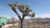 Hurricane Hilary: Joshua Tree National Park, Mojave National Preserve closed