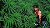 Cannabis medicinal: un instrumento creado en 2020 desvirtuó el espíritu original de la ley