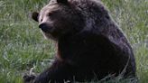 Wyoming bear relocated following cattle depredation