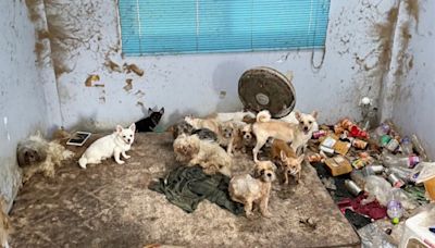 In Bangkok, 28 starving dogs found eating dead owner’s leg (VIDEO)