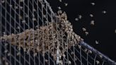MLB game delayed due to bee invasion as huge hive puts players at risk of stings