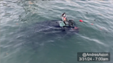 Conductor se precipita al agua en su automóvil en el muelle del Parque South Pointe