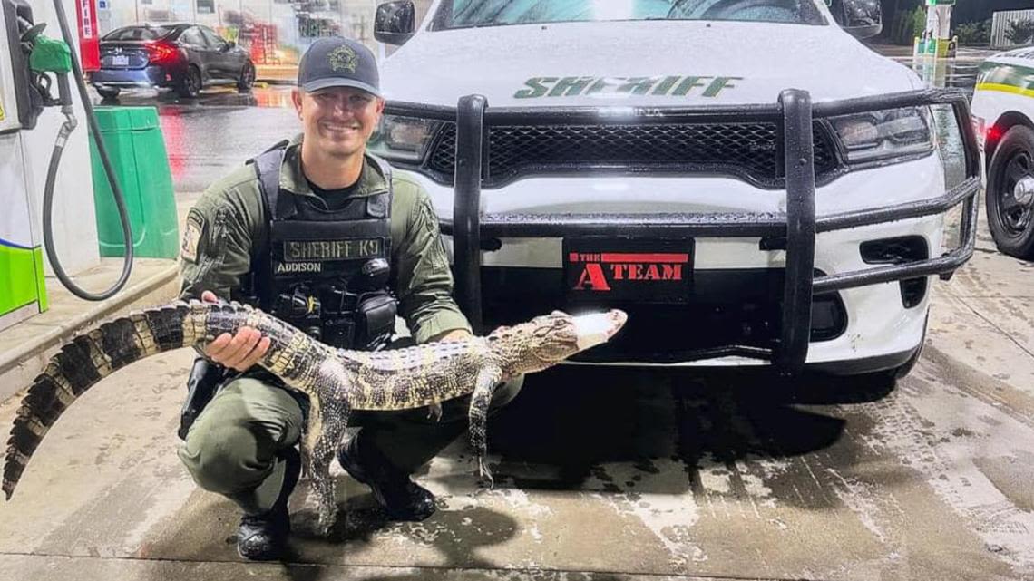 Deputies unsure how alligator made its way to Rowan County