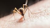 Genetically Engineered Skin Microbes Could Fuel Future Mosquito Repellents