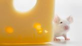 What Keeps Mice Away: Pest Control Pros Reveal the Methods That Work + the Home Remedies to Avoid