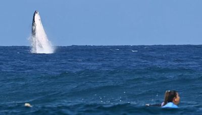 Breaching Whale Steals the Show During Paris Olympics Surfing Semifinal in Tahiti